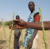 Concertation entre agriculteurs avant de tailler des Jatropha-Burkina-Terre (...)