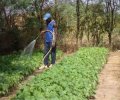 arrosage de jeunes plants de Jatropha-Sénégal-ENDA