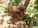dégats occasionnés par des termites-Alterre Mali