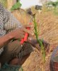 Préparation d'un plant-Burkina-Terre nourricière
