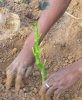 Plantation d'un Jatropha-Burkina-Terre nourricière