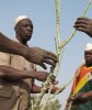 Conseil technique pour la taille du jatropha/Burkina- Terre nourricière